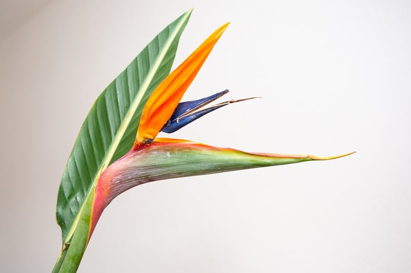 Bird of Paradise