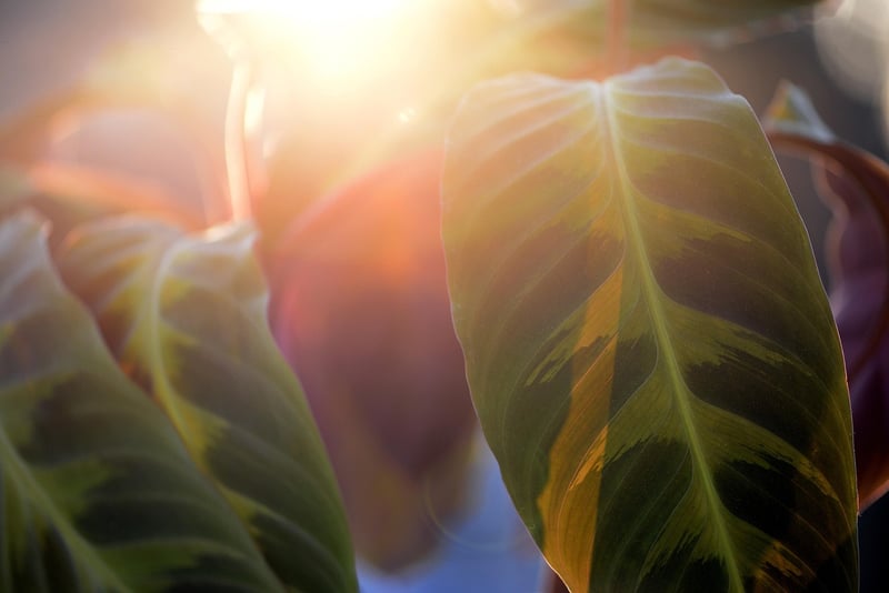 Calathea Orbifolia