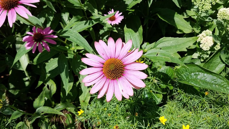 Echinacea