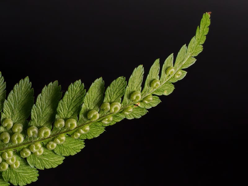 Japanese Painted Fern
