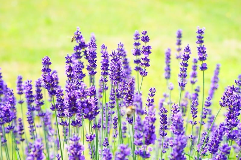 Lavender